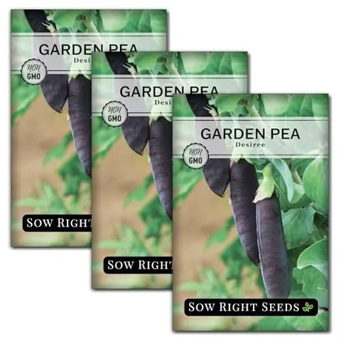 - Desiree Snow Pea Seeds for Planting - Non-GMO Heirloom Packet with 3