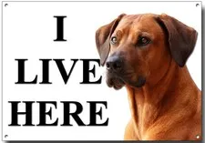 RHODESIAN RIDGEBACK I LIVE HERE METAL SIGN (A4 SIZE) SECURITY,WARNING,GUARD DOG.