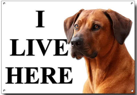 RHODESIAN RIDGEBACK I LIVE HERE METAL SIGN (A4 SIZE) SECURITY,WARNING,GUARD DOG.