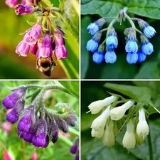 CarpetC 80+ Comfrey Seeds for Planting, Symphytum officinale Heirloom Herb