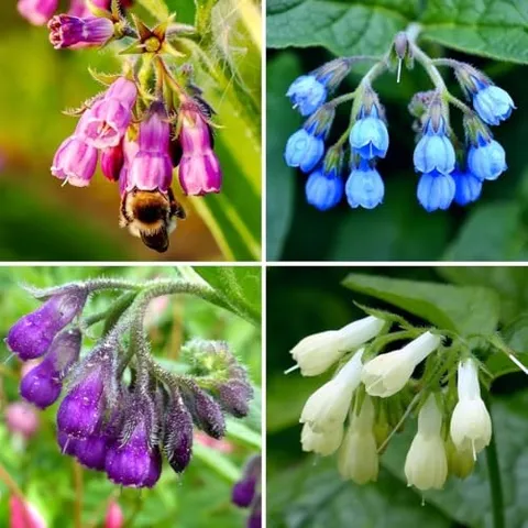 CarpetC 80+ Comfrey Seeds for Planting, Symphytum officinale Heirloom Herb