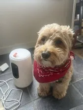 Eufy Pet Indoor Camera D605 Indoor pet camera-wide angle camera treat dispenser